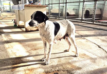 NEA, Hund, Mischlingshund in Griechenland