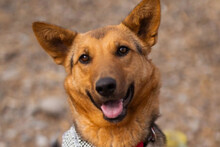 ZIMA, Hund, Dt. Schäferhund-Mischling in Kroatien