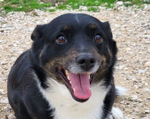 MILA, Hund, Mischlingshund in Kroatien