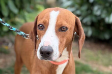 LINDA, Hund, Mischlingshund in Kroatien