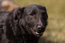 KIM, Hund, Kroat. Schäferhund-Mischling in Kroatien