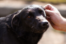 KLARA, Hund, Kroat. Schäferhund-Mischling in Kroatien