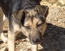 ZANA, Hund, Mischlingshund in Kroatien