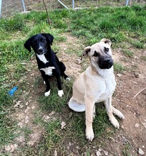 AMAYA, Hund, Mischlingshund in Griechenland