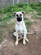 AILA, Hund, Mischlingshund in Griechenland