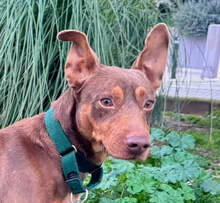 TOCHO, Hund, Podenco in Spanien