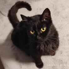 POLINA, Katze, Europäisch Kurzhaar-Mix in Aschheim