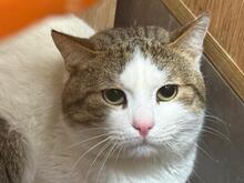 BORIS, Katze, Europäisch Kurzhaar-Mix in Langenhagen