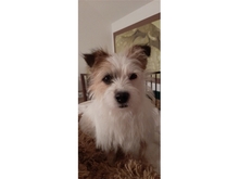 MORLIN, Hund, Mischlingshund in Neuendettelsau