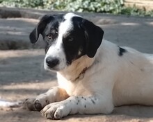APOLLO, Hund, Mischlingshund in Griechenland