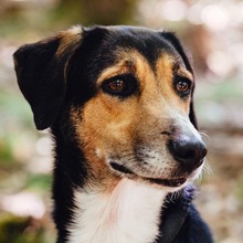 WANJA, Hund, Mischlingshund in Bingen
