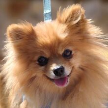 SARA, Hund, Kleinspitz in Löffingen