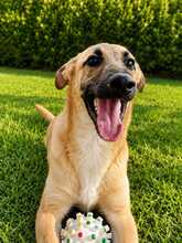MADDIE, Hund, Mischlingshund in Spanien
