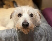 TENTEN, Hund, Mischlingshund in Aerzen