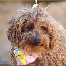 CUCA, Hund, Zwergpudel in Spanien