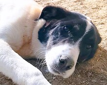 APHRODITE, Hund, Mischlingshund in Griechenland