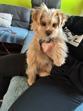 LOLA, Hund, Havaneser in Waldbrunn