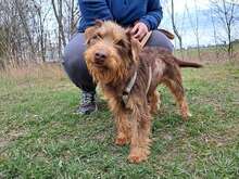 PRADA, Hund, Schnauzer-Mix in Ungarn