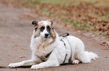 BUSYA, Hund, Mischlingshund in Russische Föderation