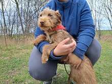 GUCCI, Hund, Schnauzer-Mix in Ungarn