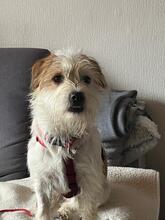 MUZIE, Hund, Mischlingshund in Hattingen