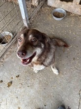 MRGREEN, Hund, Mischlingshund in Rumänien