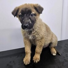 ELLA, Hund, Mischlingshund in Rumänien