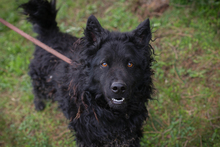 NERO2, Hund, Mischlingshund in Kroatien