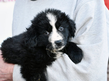 NEPAL, Hund, Mischlingshund in Weyarn