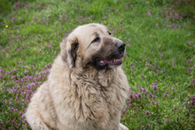 MILA, Hund, Herdenschutzhund-Mix in Kroatien