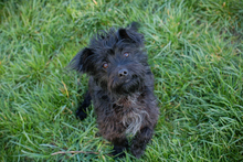 GRUMPY, Hund, Mischlingshund in Kroatien