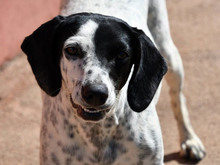 BETTY, Hund, Mischlingshund in Adelebsen