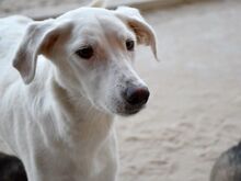 OYA, Hund, Mischlingshund in Buchholz