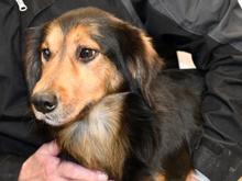 LUCKY, Hund, Mischlingshund in Buchholz