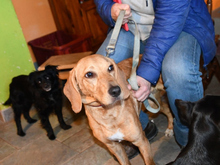 ALDO, Hund, Segugio Italiano-Mix in Darmstadt