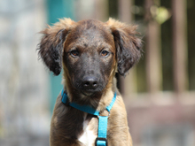 SMILE, Hund, Mischlingshund in Lindlar