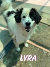 LYRA, Hund, Mischlingshund in Bulgarien