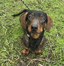 JIMMY, Hund, Dackel in Tornesch
