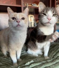 BLUE, Katze, Europäisch Kurzhaar in Rumänien