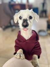 KENZO, Hund, Mischlingshund in Griechenland