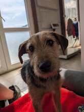 GRISOU, Hund, Mischlingshund in Griechenland