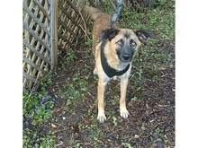 ANDRIANA, Hund, Mischlingshund in Bruckmühl