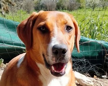 IRA, Hund, Mischlingshund in Griechenland