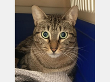 RAMON, Katze, Europäisch Kurzhaar in Spanien