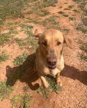 LEIA, Hund, Labrador Retriever in Spanien