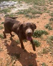 GALA, Hund, Labrador Retriever in Spanien