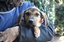 UGOLETTO, Hund, Deutsche Bracke-Mix in Italien