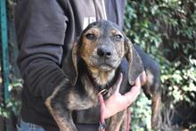 UFFY, Hund, Deutsche Bracke-Mix in Italien