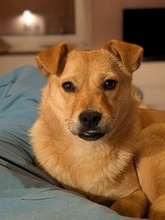 MARIA, Hund, Mischlingshund in Rotenburg