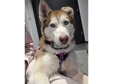 CHILA, Hund, Siberian Husky-Mix in Sengenthal